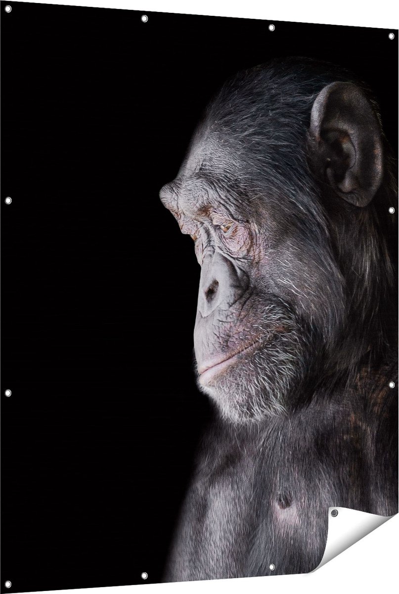 Gards Tuinposter Chimpansee Aap op Zwart Achtergrond - 120x150 cm - Tuindoek - Tuindecoratie - Wanddecoratie buiten - Tuinschilderij Multikleur