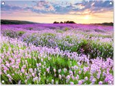 Tuinposter bloemen - Lavendel - Landschap - Zonsondergang - Natuur - Lucht - Tuin - Tuindecoratie - Tuinschilderij voor buiten - Schutting decoratie - 80x60 cm - Schuttingdoek - Tuindoek - Buitenposter