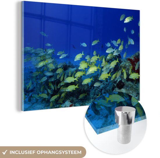 MuchoWow® Glasschilderij 150x100 cm - Schilderij acrylglas - Vis - School - Zee - Foto op glas - Schilderijen