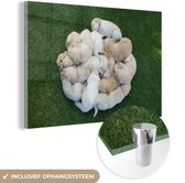 MuchoWow® Glasschilderij 120x80 cm - Schilderij acrylglas - Honden - Puppy - Gras - Foto op glas - Schilderijen