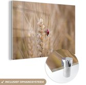 MuchoWow® Glasschilderij 30x20 cm - Schilderij acrylglas - Lieveheersbeestje in een graanveld - Foto op glas - Schilderijen
