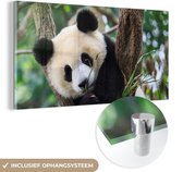 MuchoWow® Glasschilderij 80x40 cm - Schilderij acrylglas - Panda - Dieren - Jungle - Natuur - Foto op glas - Schilderijen