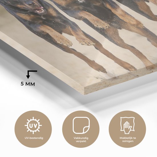 Peinture sur Verre - Rottweilers courant dans une rangée - 80x40 cm - Peintures sur Verre Peintures - Photo sur Glas