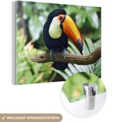 Un toucan regarde vers le bas d'une branche Plexiglas 40x30 cm - petit - Tirage photo sur Glas (décoration murale en plexiglas)