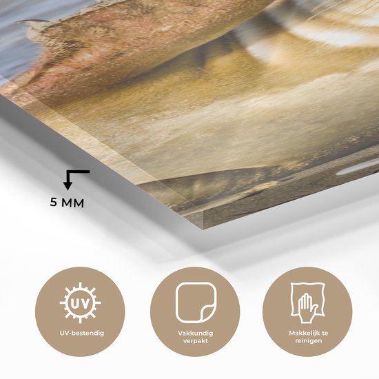 MuchoWow® Peinture sur Verre - Sceau - Drôle - Ondulation - 60x120 cm - Peintures sur Verre Peintures - Photo sur Glas