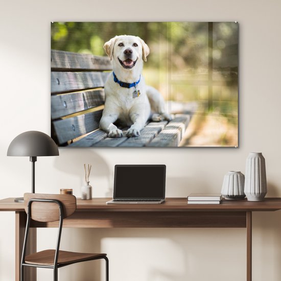 Labrador Retriever sur un banc Verre 120x80 cm - Tirage photo sur verre (Décoration murale en plexiglas)