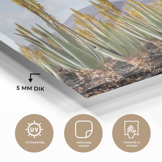 MuchoWow® Peinture sur verre 120x80 cm - Peinture sur verre acrylique - Plantes médicinales d'aloe vera sur Fuerteventura - Photo sur verre - Peintures