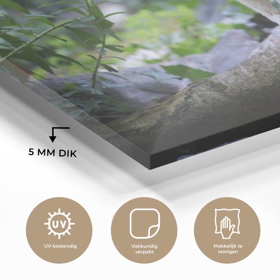 MuchoWow® Peinture sur verre 150x100 cm - Peinture sur verre acrylique - Renard - Branche - Nature - Photo sur verre - Peintures