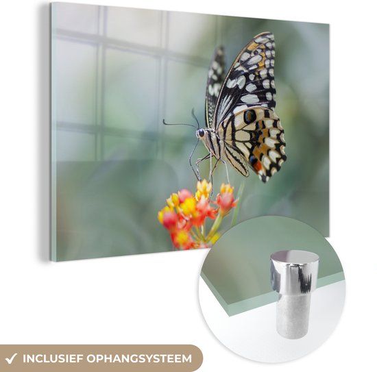 MuchoWow® Glasschilderij 90x60 cm - Schilderij acrylglas - Pages vlinder op bloem - Foto op glas - Schilderijen