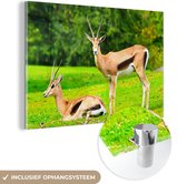MuchoWow® Glasschilderij 30x20 cm - Schilderij acrylglas - Gazelle - Gras - Dieren - Foto op glas - Schilderijen