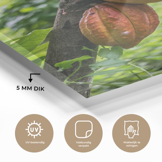 La jungle avec la fève de cacao dans les cabosses Plexiglas 60x90 cm - Tirage photo sur Glas (décoration murale plexiglas)