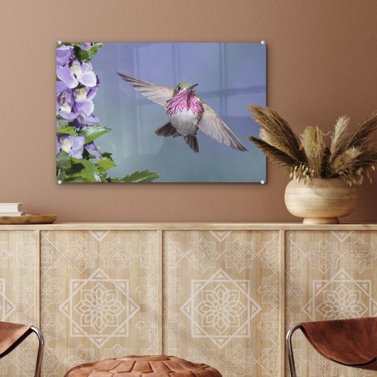 Un colibri calliope aux fleurs violettes Plexiglas 60x40 cm - Tirage photo sur Glas (décoration murale plexiglas)