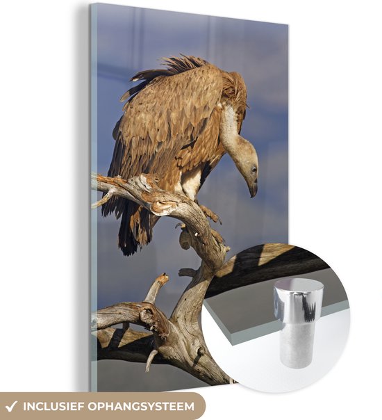 MuchoWow® Glasschilderij - Vale gier op een kale tak - 60x90 cm - Acrylglas Schilderijen - Foto op Glas