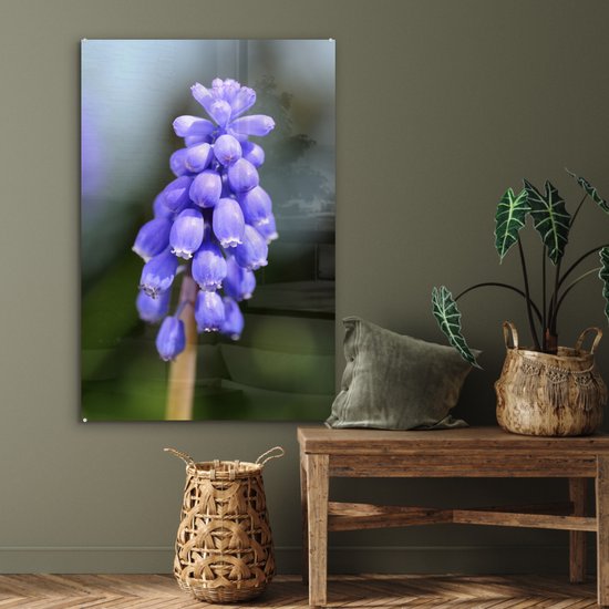 Jacinthe de raisin commun par une journée ensoleillée Plexiglas 60x90 cm - Tirage photo sur Glas (décoration murale en plexiglas)