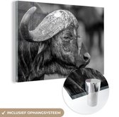 MuchoWow® Glasschilderij 30x20 cm - Schilderij acrylglas - Roodsnavelossenpikker op een buffel - zwart wit - Foto op glas - Schilderijen