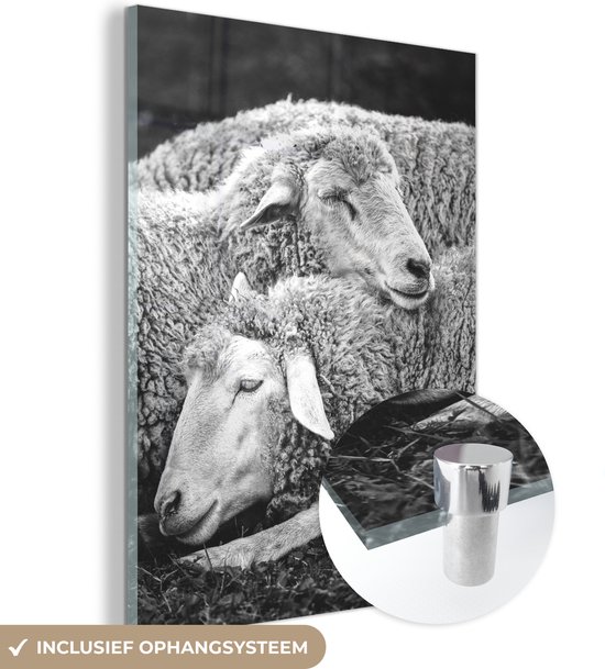 MuchoWow® Glasschilderij 120x160 cm - Schilderij acrylglas - Twee rustende schapen - zwart wit - Foto op glas - Schilderijen