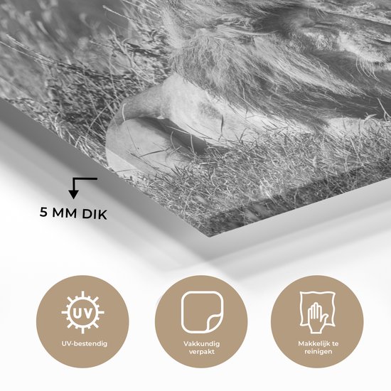 MuchoWow® Peinture sur Verre - Lions enlacés - noir et blanc - 180x120 cm - Peintures sur Verre Peintures - Photo sur Glas