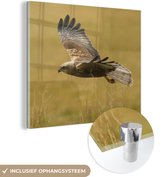 MuchoWow® Glasschilderij 20x20 cm - Schilderij acrylglas - Kiekendief - Gras - Vleugels - Foto op glas - Schilderijen