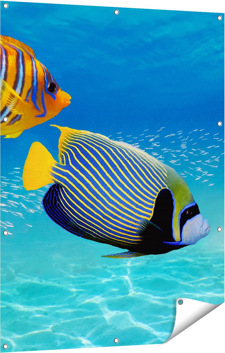 Gards Tuinposter Twee Tropische Vissen in de Rode Zee - 90x120 cm - Tuindoek - Tuindecoratie - Wanddecoratie buiten - Tuinschilderij Multikleur