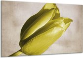 Glasschilderij Tulp - Geel, Grijs, Zwart - 120x70cm 1Luik - Foto Op Glas - Geen Acrylglas Schilderij - GroepArt 6000+ Glasschilderijen Art Collectie - Wanddecoratie - Woonkamer - Slaapkamer