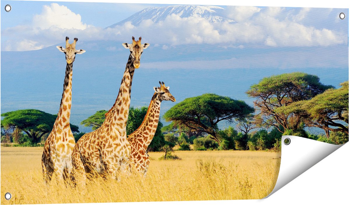 Gards Tuinposter Drie Giraffes in de Savanne - 100x50 cm - Tuindoek - Tuindecoratie - Wanddecoratie buiten - Tuinschilderij Multikleur