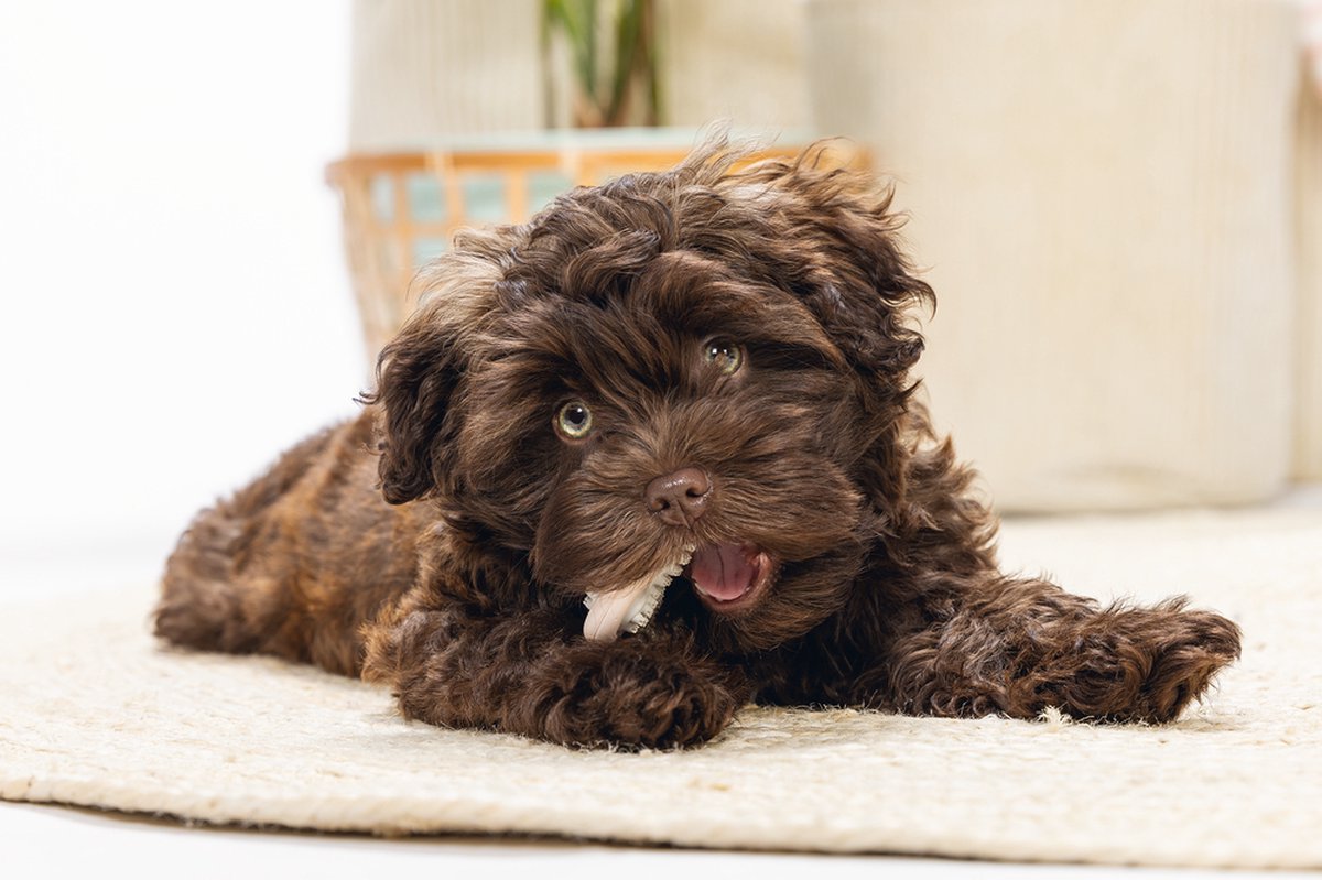 Beeztees Puppy Dental Bot - Puppy Speelgoed - Roze thumbnail 2