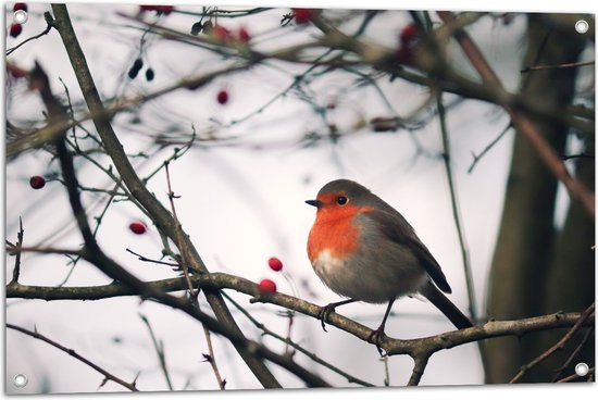 Tuinposter – Roodborstje op Tak met Besjes - 90x60 cm Foto op Tuinposter (wanddecoratie voor buiten en binnen)