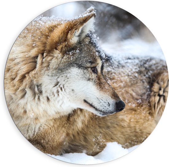 Dibond Muurcirkel - Omkijkende Bruine Wolf liggend in Besneeuwd Bos - 90x90 cm Foto op Aluminium Muurcirkel (met ophangsysteem)