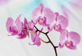 Fotobehang - Vlies Behang - Orchidee - Bloem - 312 x 219 cm