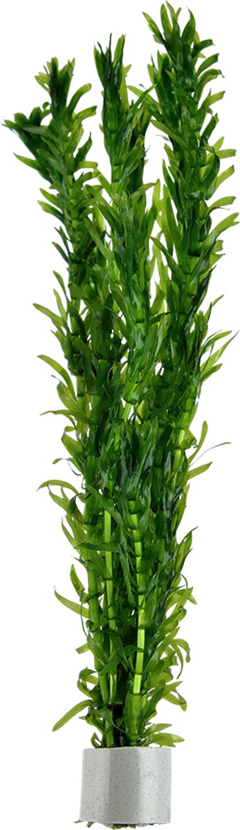 Aquaflora Egeria densa | In Terracotta Pot
