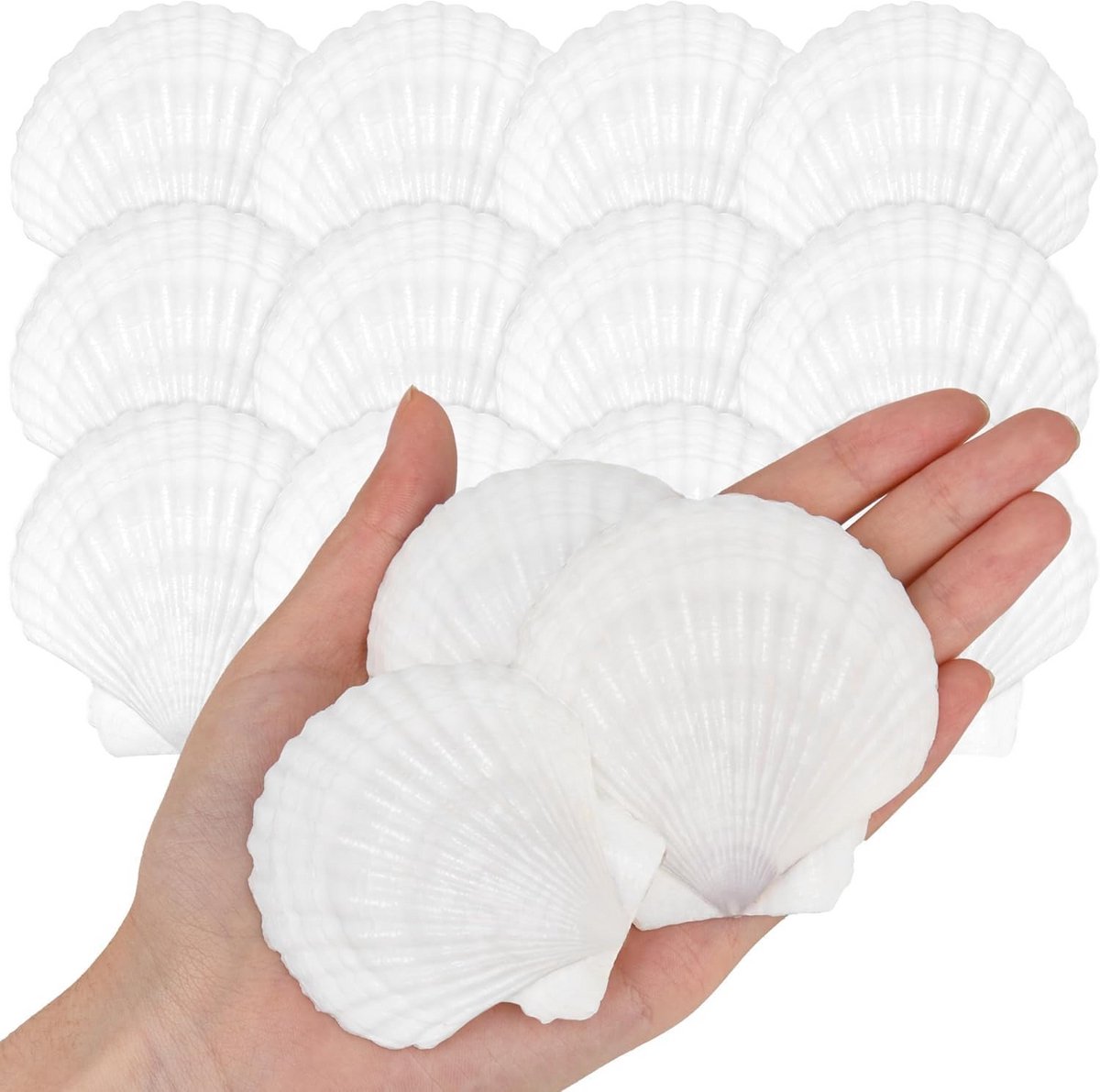 25 witte natuurlijke schelpen 5-7 cm - voor decoratie, DIY en huwelijksversiering