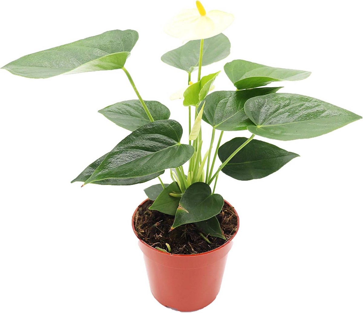 Vanille Anthurium - 4 inch