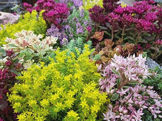 Hosta Mélange - Rizomi Di Hosta Resistenti, Per Primavera E Autunno, Facili Da Coltivare, Confezione Da 4