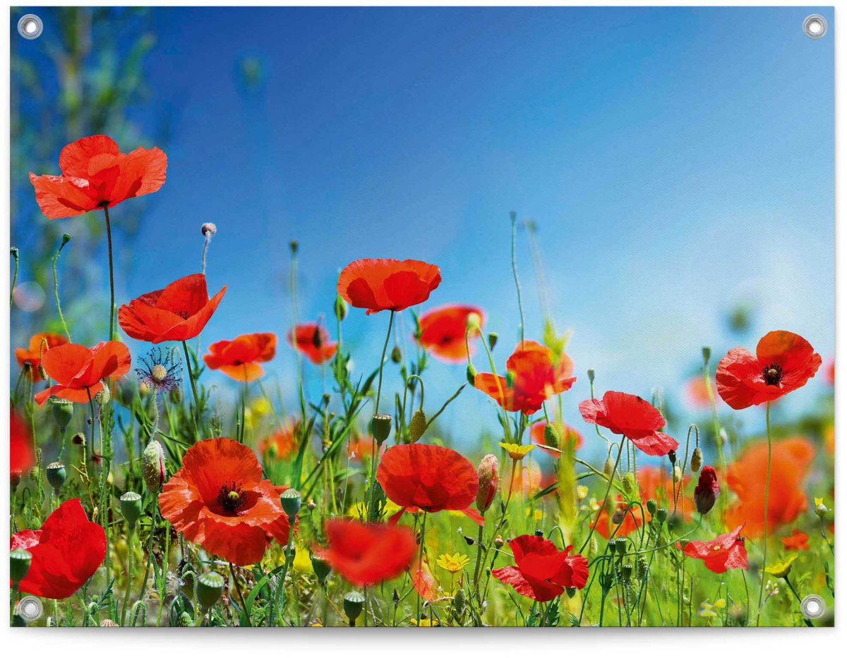 Reinders Tuinposter Zomerbloemen - 60 x 80 - Canvas - REINDERS rood