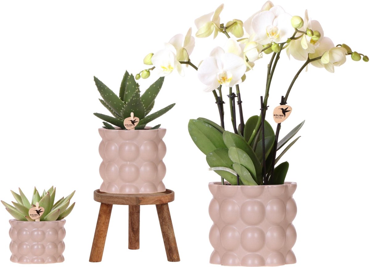 Kolibri Orchids | Plantenset Cotton zand | Groene planten met witte Phalaenopsis orchidee Ghent in keramieken sierpotten