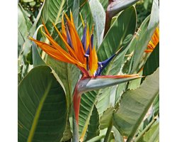 Paradijsvogelbloem (Strelitzia reginae) - - Vaste planten - Bijen-Vlinders - (Ook)-Voor in huis