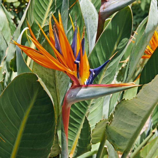 Paradijsvogelbloem (Strelitzia reginae) - - Vaste planten - Bijen-Vlinders - (Ook)-Voor in huis - bloeit in Juni / Juli / Augustus