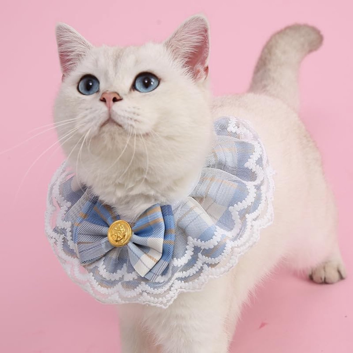 Daity Een kattenaccessoire, een halsband voor katten, geschikt voor katten en kleine honden - elegant ontwerp met kanten ruches, maat M, nekomtrek 25-30 cm, vintage stijl, geschikt voor Yorkshire Terriers, Ragdoll katten, enz. (lichtblauw)