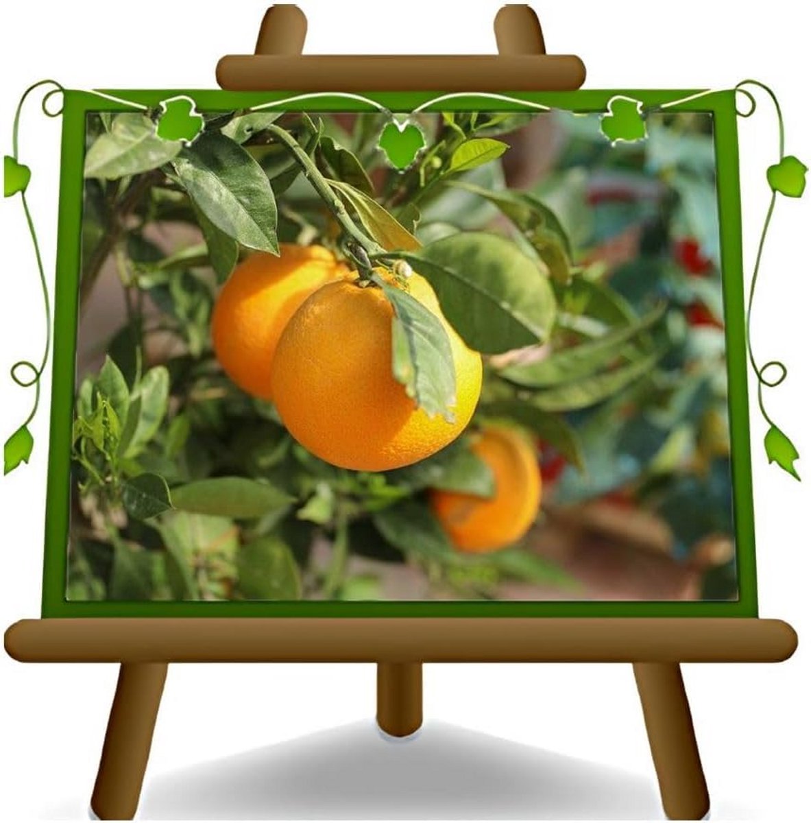 Navel Sinaasappelboom (Washington Navel) Fruitboom - Potmaat 22 cm - Hoogte 60-80 cm