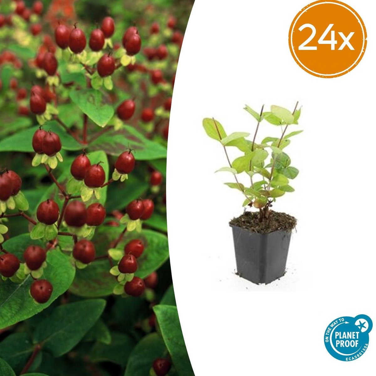 Trendyplants - Hypericum inodorum 'Beauty' - 24 stuks - Hertshooi - Winterhard - Hoogte 10-30 cm - Potmaat Ø9cm