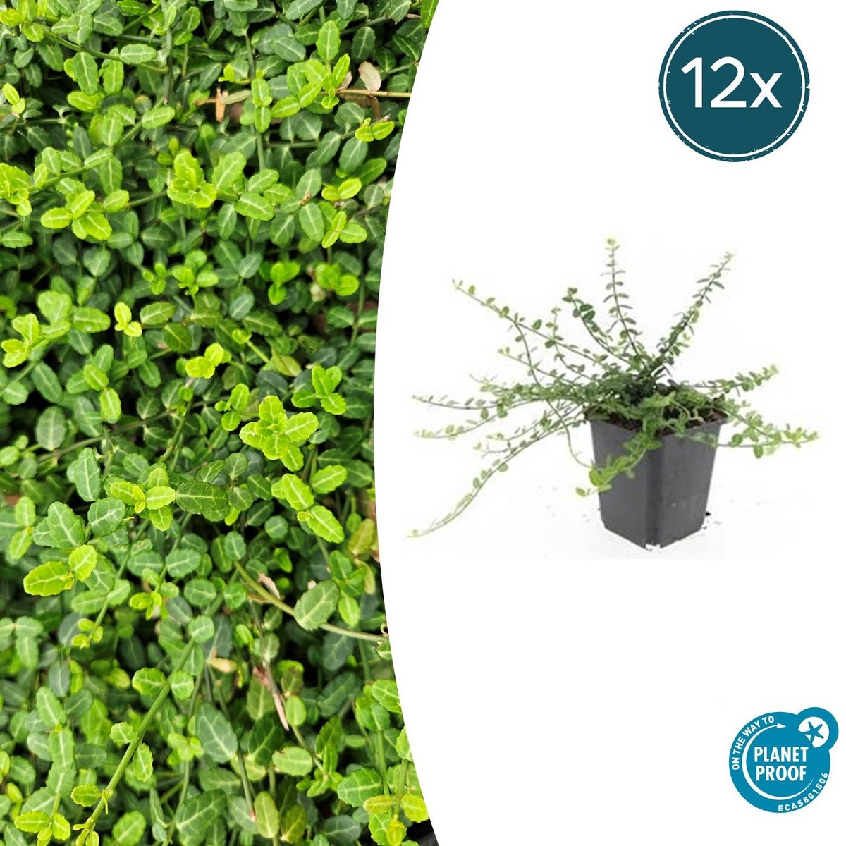 Trendyplants - Euonymus fortunei 'Minimus' - 12 stuks - Kardinaalshoed - Winterhard - Hoogte 10-30 cm - Potmaat Ø9cm