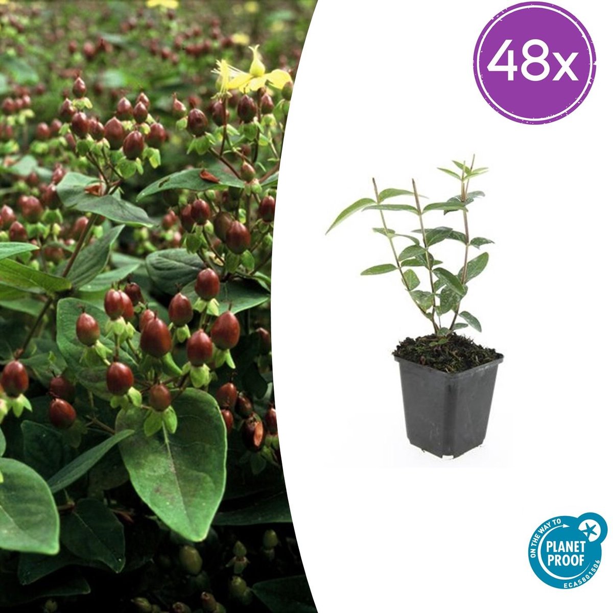 Trendyplants - Hypericum inodorum 'Rheingold' - 48 stuks - Hertshooi - Winterhard - Hoogte 10-30 cm - Potmaat Ø9cm