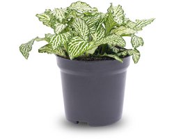 Fittonia White - White Tiger - Mozaïekplant