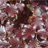 20 x Rode Beukenhaag  hoogte 40-60cm - Fagus sylvatica Atropunicea