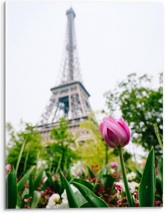 Acrylglas - Roze Tulp voor Franse Eiffeltoren  - 30x40cm Foto op Acrylglas (Met Ophangsysteem)