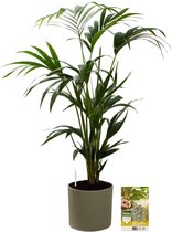 Pokon Powerplanten Kentia Palm 90 cm ↕ - Kamerplanten - in Pot (Mica Era, Groen) - Howea Forsteriana - met Plantenvoeding / Vochtmeter