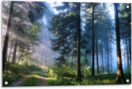 Tuinposter – Zonnestralen in Groenig Bos  - 90x60cm Foto op Tuinposter  (wanddecoratie voor buiten en binnen)