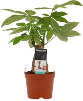 Hellogreen Kamerplant - Pachira Aquatica - Watercacao - 45 cm