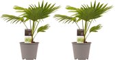 Hellogreen Kamerplant - Set van 2 - Livistona Rotundifolia - Waaierpalm - 45 cm