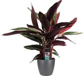 Hellogreen Kamerplant - Calathea Triostar - 85 cm - Elho Brussels antraciet